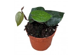 Kamerplanten Piper Indonesian Green 1 pp