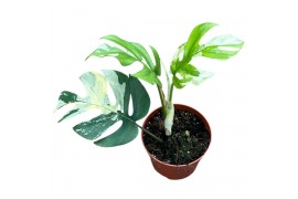 Kamerplanten Rhaphidophora Tetrasperma Variegata 1 pp