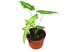 Alocasia Alocasia Portei 1 pp