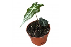 Alocasia Alocasia Nobilis 1 pp