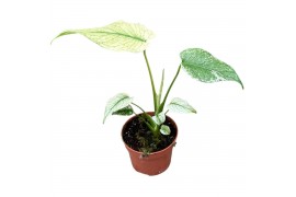 Monstera Monstera Mint 1 pp