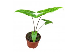 Alocasia Alocasia Reticulata 1 pp