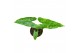 Alocasia Alocasia Reticulata 1 pp 