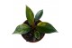 Philodendron Philodendron Red Gongo Variegata 1 pp 