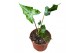 Alocasia Alocasia Teletubbies 1 pp 