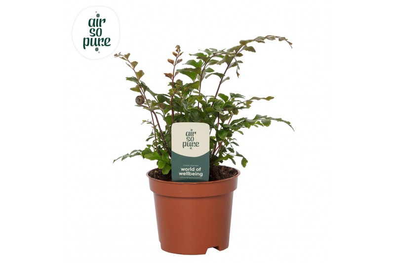 Didymochlaena truncatula Didymochlaena truncatula - Air So Pure 