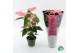 Anthurium andr. pink royal Anthurium Royal Pink Big Flowers Coloradobl 