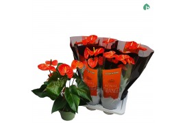 Anthurium andr. madural orange royal Anthurium Royal Orange Big Flower