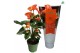 Anthurium andr. madural orange royal Anthurium Royal Orange Big Flower 