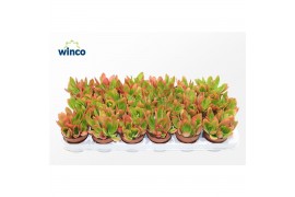 Crassula Crassula Capitella Campfire