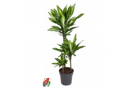 Dracaena fragr. cintho Dracaena Cintho 60-30-15pp