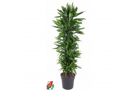 Dracaena fragr. cintho Dracaena Cintho vertakt P34pp