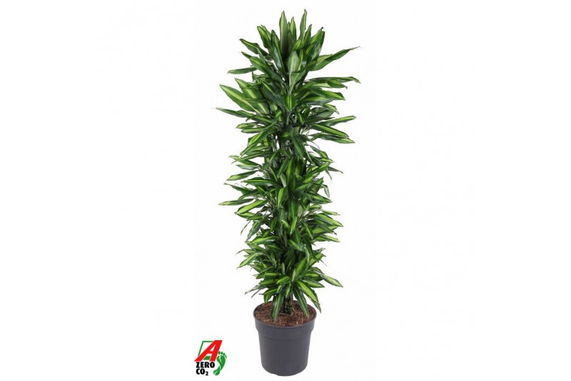 Dracaena fragr. cintho Dracaena Cintho vertakt P34pp 