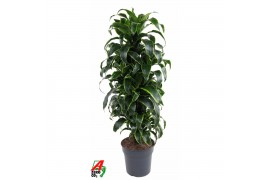 Dracaena fragr. compacta dorado Dracaena Dorado vertakt P27pp