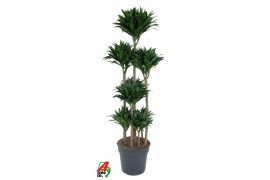 Dracaena fragr. compacta Dracaena compacta 120-carrouselpp