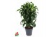 Dracaena dorado compacta Dracaena Dorado vertakt P241 pp 