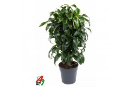 Dracaena dorado compacta Dracaena Dorado vertakt P241 pp