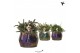 Rhipsalis mix Kolibri Greens Rhipsalis mix in Pearl pot blue mix1 pp 