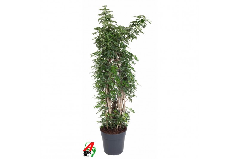 Schefflera arboricola luseana Schefflera Luseana2 pp 