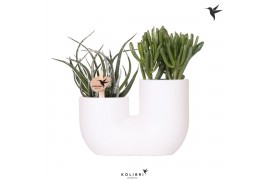 Succulenten mix Kolibri Greens Succulenten mix in Tube pot white2 pp