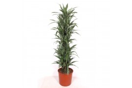 Dracaena fragr. der. warneckei Dracaena Warneckei15 pp
