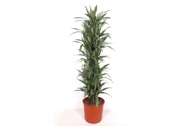 Dracaena fragr. der. warneckei Dracaena Warneckei15 pp 