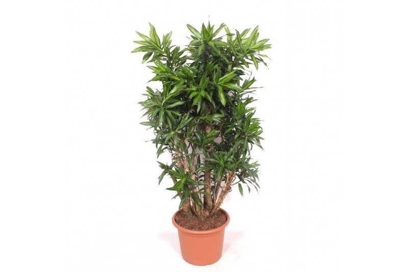 Dracaena reflexa song of jamaica Dracaena Song of Jamaica1 pp 