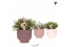 Rhipsalis mix Kolibri Greens Rhipsalis mix in Beach pot mix1 pp 