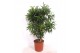 Dracaena reflexa song of jamaica Dracaena Song of Jamaica1 pp 