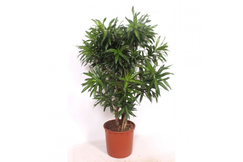 Dracaena reflexa song of jamaica Dracaena Song of Jamaica1 pp 
