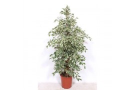 Ficus benj. twilight Ficus Twilight4 pp