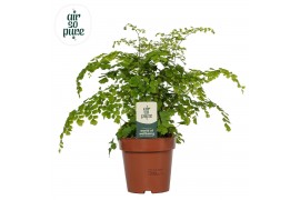 Adiantum fragrans Adiantum Fragrans - Air So Pure30 cm diameter