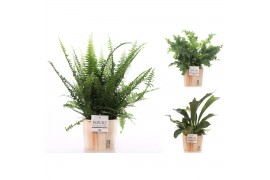 Varens mix Varen mix - Pure Wood35 cm diameter