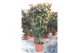 Codiaeum variegata petra Codiaeum Petra1 pp