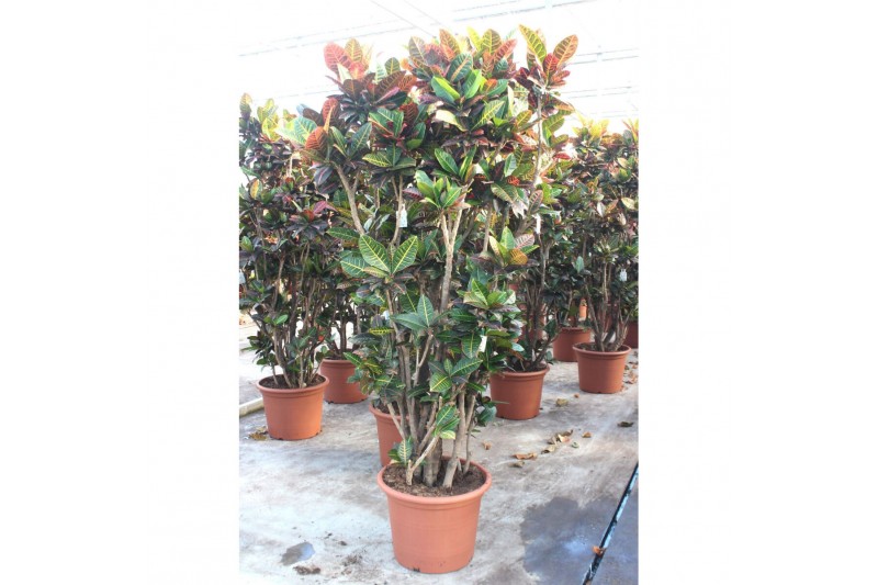 Codiaeum variegata petra Codiaeum Petra1 pp 