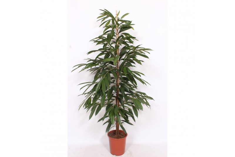 Ficus binnendijkii amstel king Ficus Amstel King4 pp 