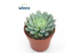 Echeveria Echeveria Fabiola Blue1 bl.