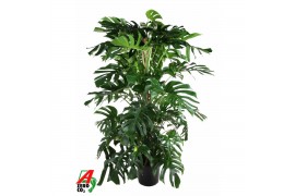 Monstera deliciosa Monstera Deliciosa mosstok5 pp