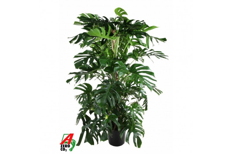 Monstera deliciosa Monstera Deliciosa mosstok5 pp 