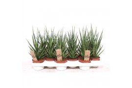 Sansevieria cylindrica Sansevieria Torch1 pp