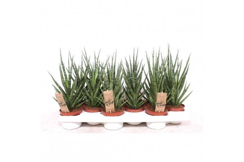 Sansevieria cylindrica Sansevieria Torch1 pp 