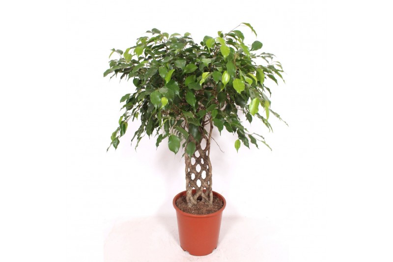 Ficus benjamina exotica Ficus Exotica8 pp 