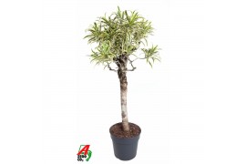 Dracaena reflexa song of india Dracaena India1 pp