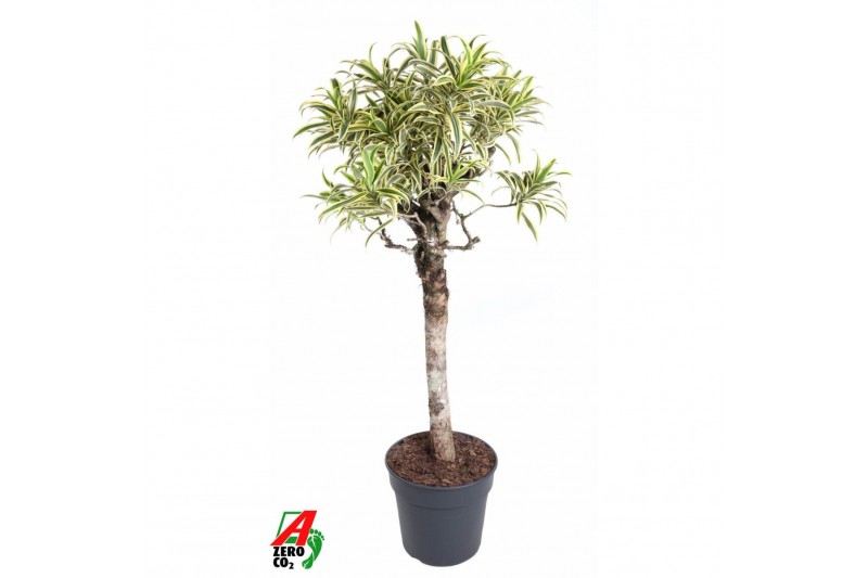 Dracaena reflexa song of india Dracaena India1 pp 