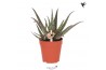 Aloe Kolibri Greens Succulenten Aloe Saponi1 pp