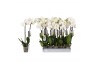 Phalaenopsis white world Phalaenopsis White World, 2-spikebl.  tak/pln
