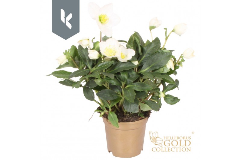 Helleborus niger hgc jerry HGC Helleborus Jerry in het goud30 bl. 
