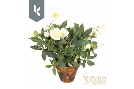 Helleborus niger hgc jerry HGC Helleborus Jerry in stenen pot30 bl.