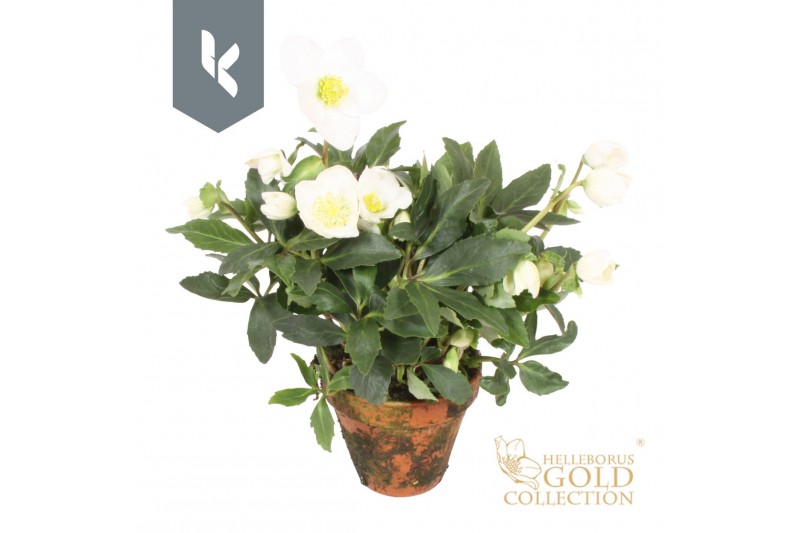Helleborus niger hgc jerry HGC Helleborus Jerry in stenen pot30 bl. 