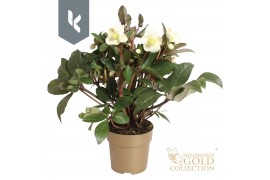 Helleborus x ballardiae hgc snow dance HGC Helleborus Snow Dance in he